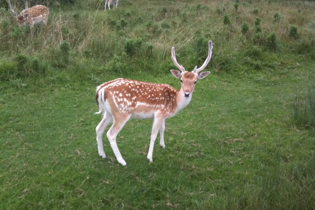 A young fallow deer buck with short, pale antlers stands on grass in Richmond Park, looking straight at the camera, with more spotted deer grazing behind it.
