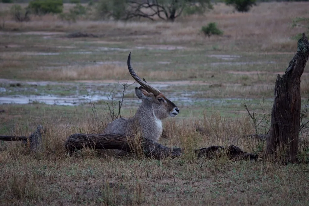 A male waterbuck lies in dry grass behind a fallen log on the African savanna at dusk, its long ringed horns curving up and forward.
